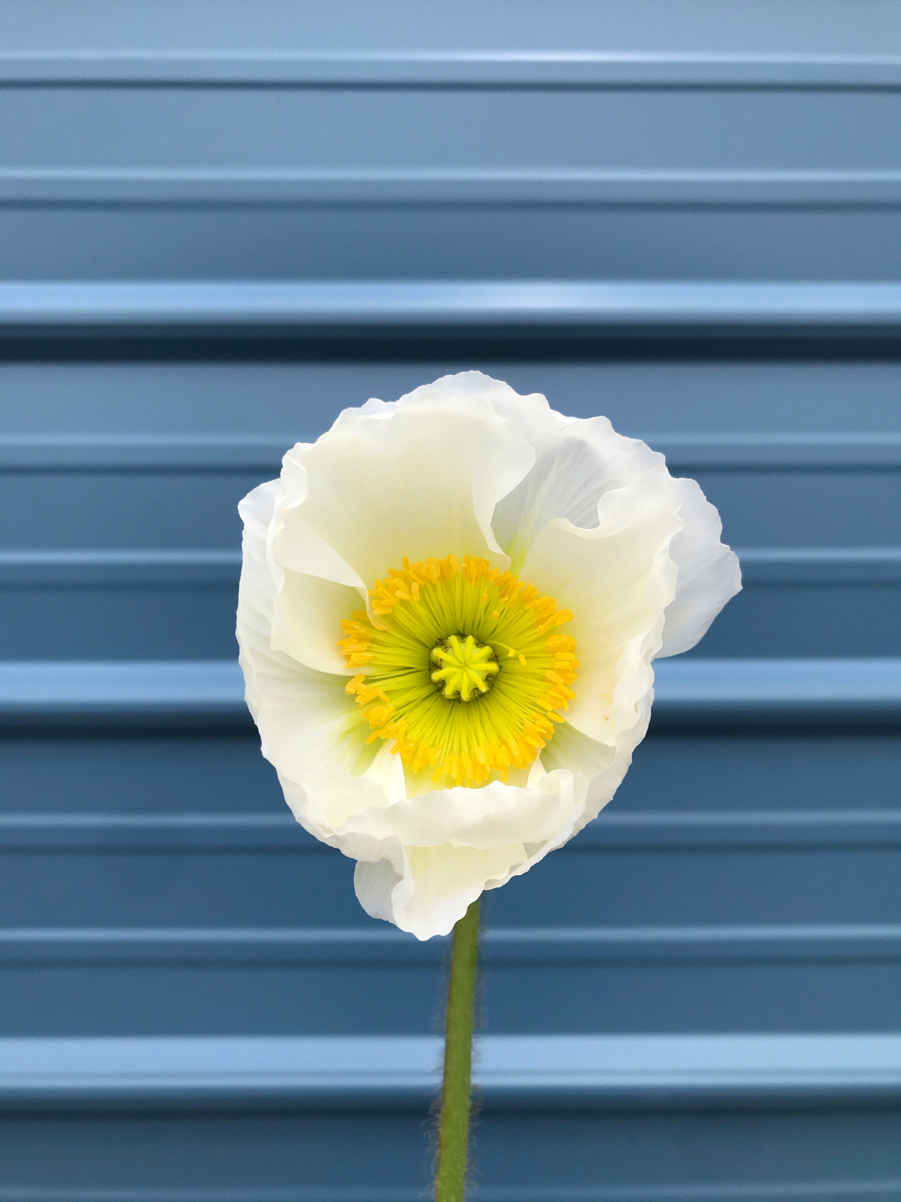 Poppy (Icelandic)-Colibri white